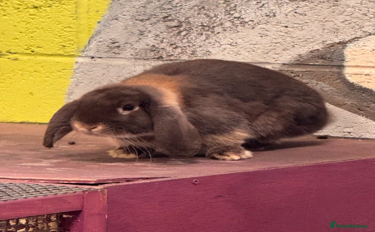 English Lop rabbits - Advert 1