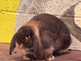 English Lop rabbits - Advert 4