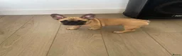 French Bulldog dogs for sale: Female fawn coat and a black mask. - Advert 27