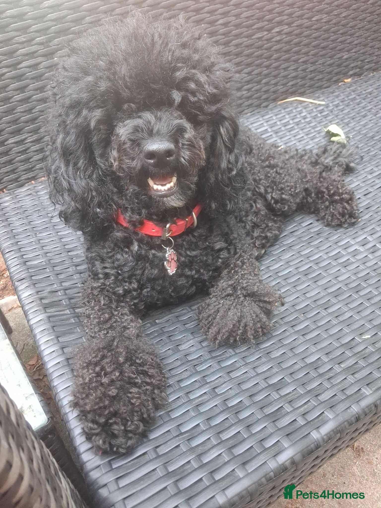Chipoo dogs Miniature poodle cross chipoo  - Advert 2