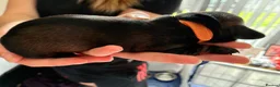 Miniature Dachshund dogs for sale: Wire Haired miniature Dachshunds - Advert 13