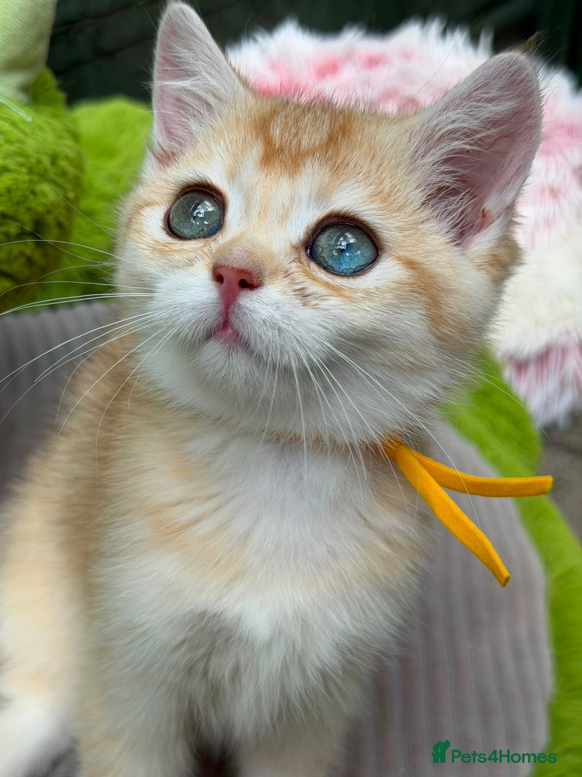 British Shorthair cats Unique British shorthair golden kittens  - Advert 8