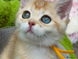 British Shorthair cats Unique British shorthair golden kittens - Advert 8