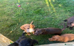 Cocker Spaniel dogs for sale: READY TO NOW Cocker spaniels puppies  - Image 1