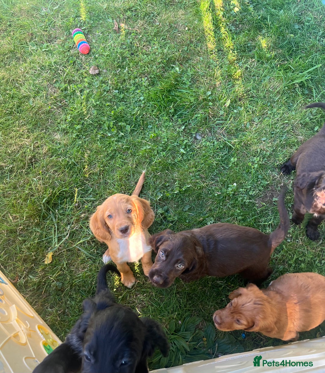 Cocker Spaniel dogs for sale: READY TO NOW Cocker spaniels puppies  - Image 1