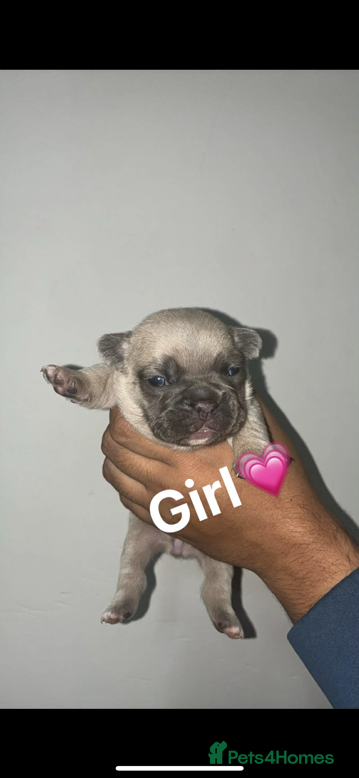 French Bulldog dogs Beautiful French Bulldogs - Advert 6