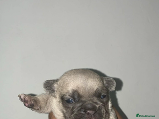 French Bulldog dogs Beautiful French Bulldogs - Advert 2