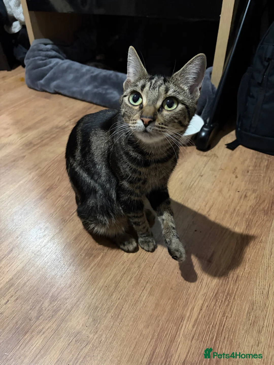 Mixed Breed cats for sale: Four Gorgeous Kittens  - Advert 2