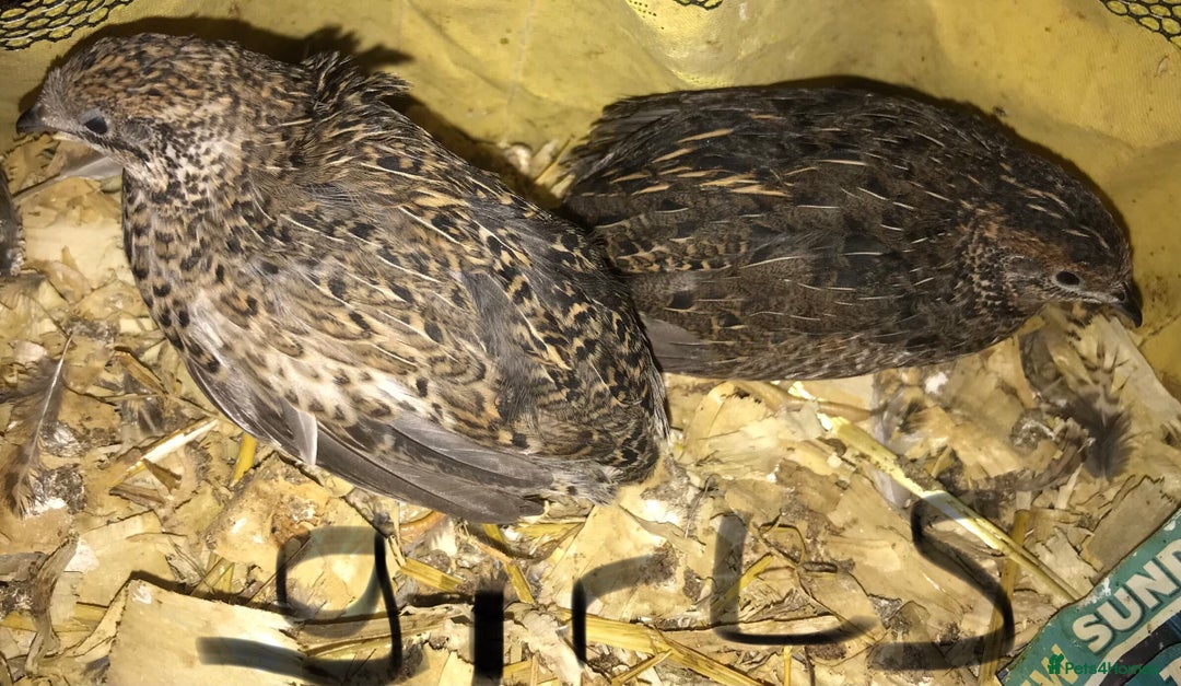 Quail poultry for sale: QUAILS/CHINESE PAINTED BUTTONS ! - Advert 7