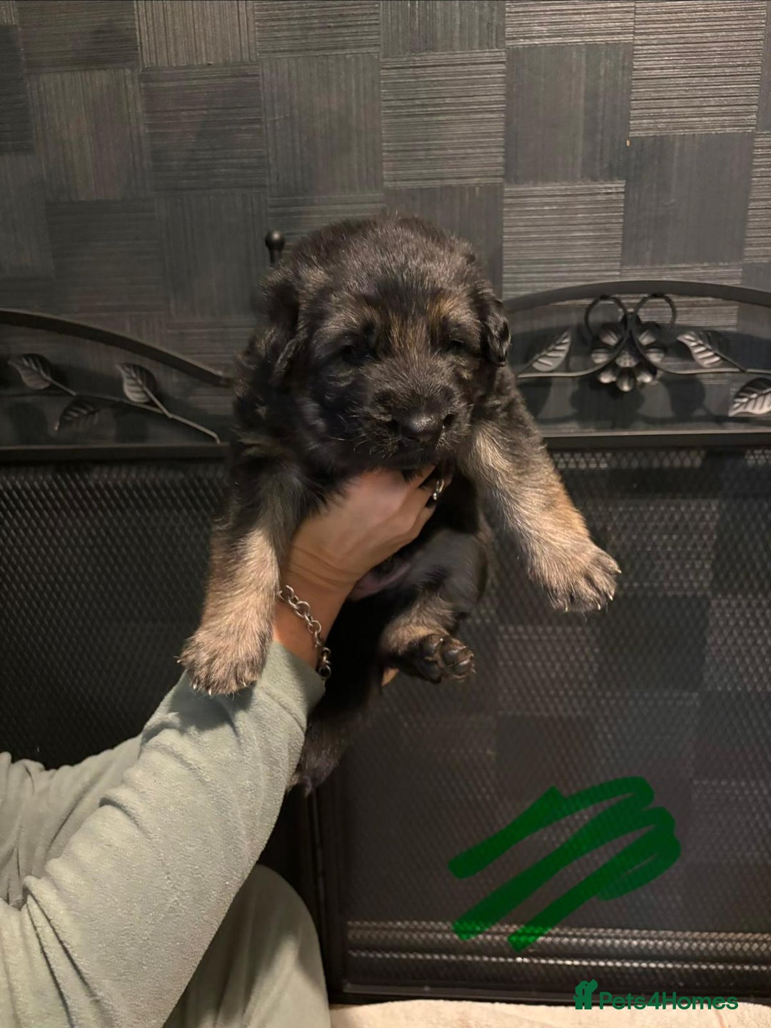 German Shepherd dogs for sale: German Shepherd Puppy's  - Advert 19