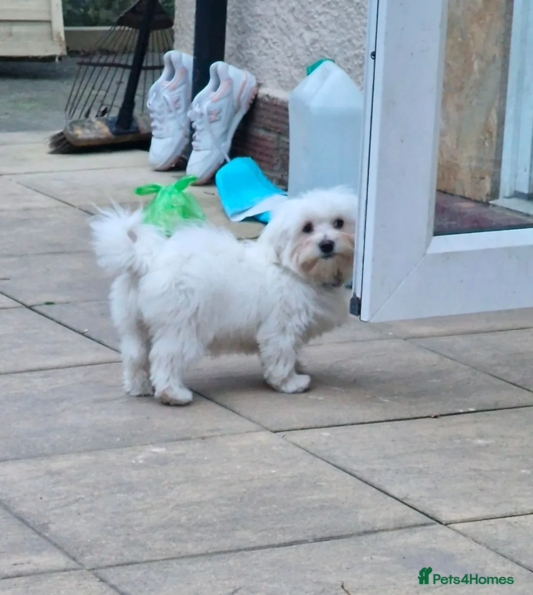 Bolognese dogs for sale: Bella Bolognese Puppy  in Bristol - Advert 6