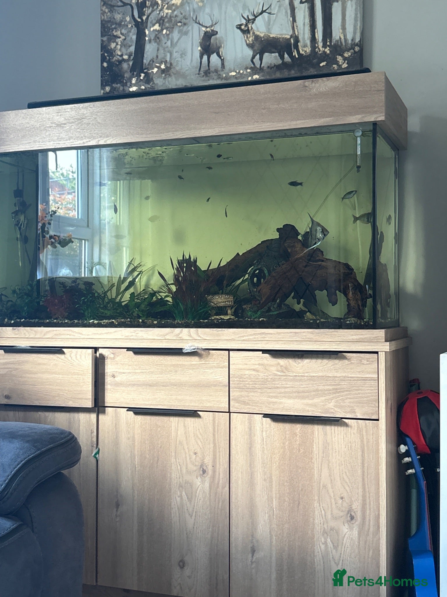 Tetras fish Fish tank/ aquarium set up - Advert 2