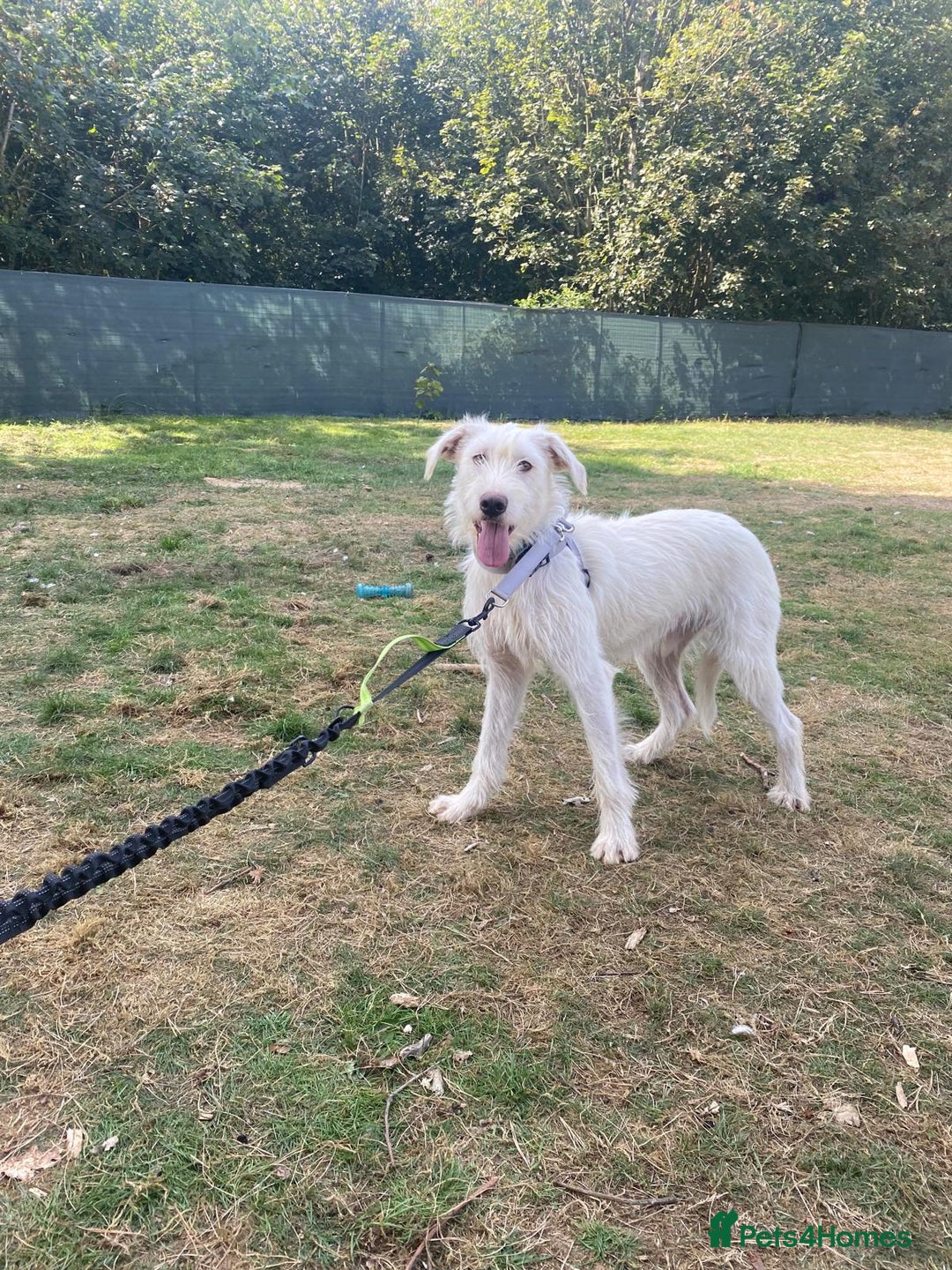 Mixed Breed dogs for adoption: BENJI - a handsome & gentle Boy  for a Loving Home - Image 32