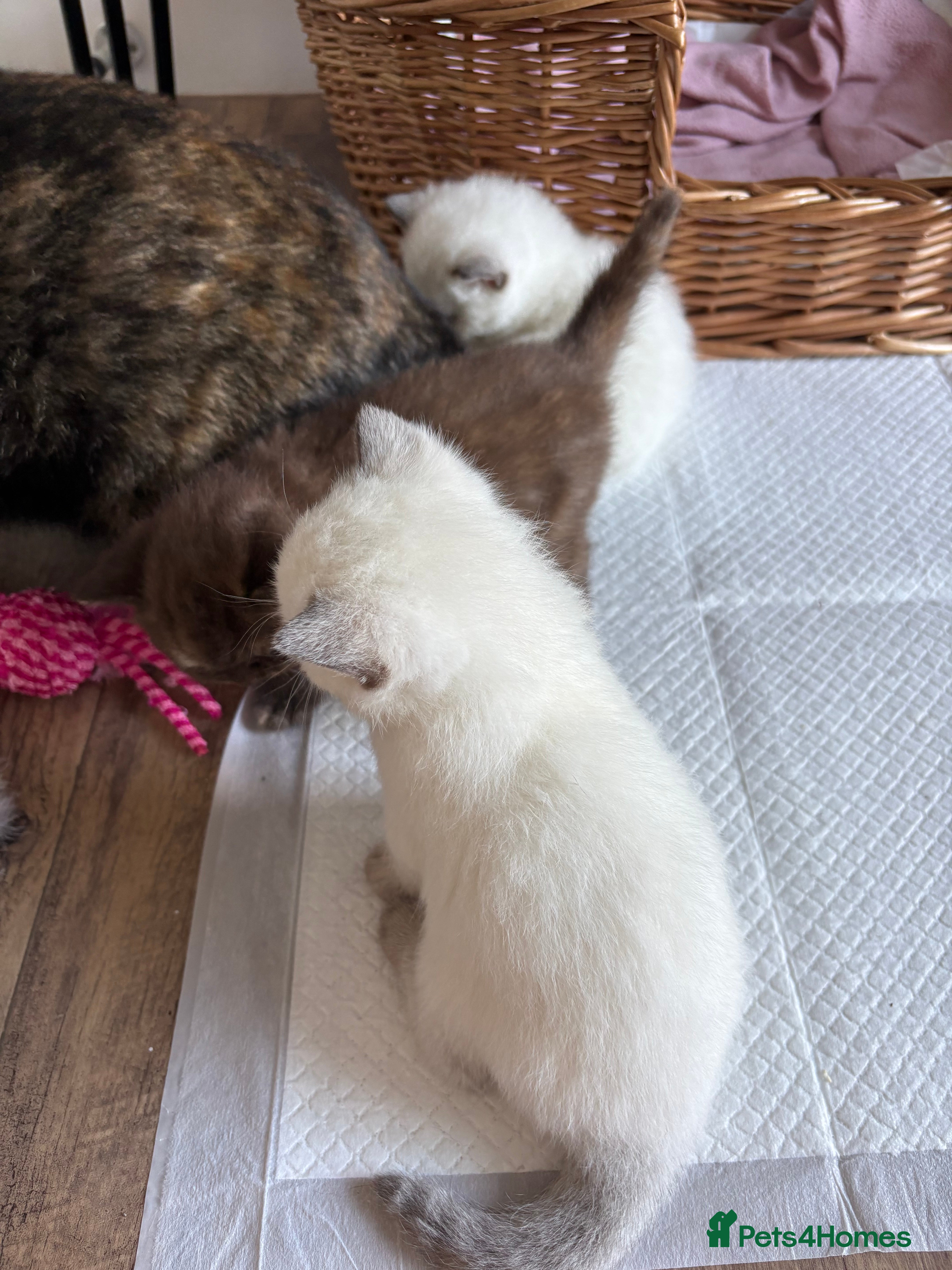 British Shorthair cats Beautiful British shorthair females  - Advert 1