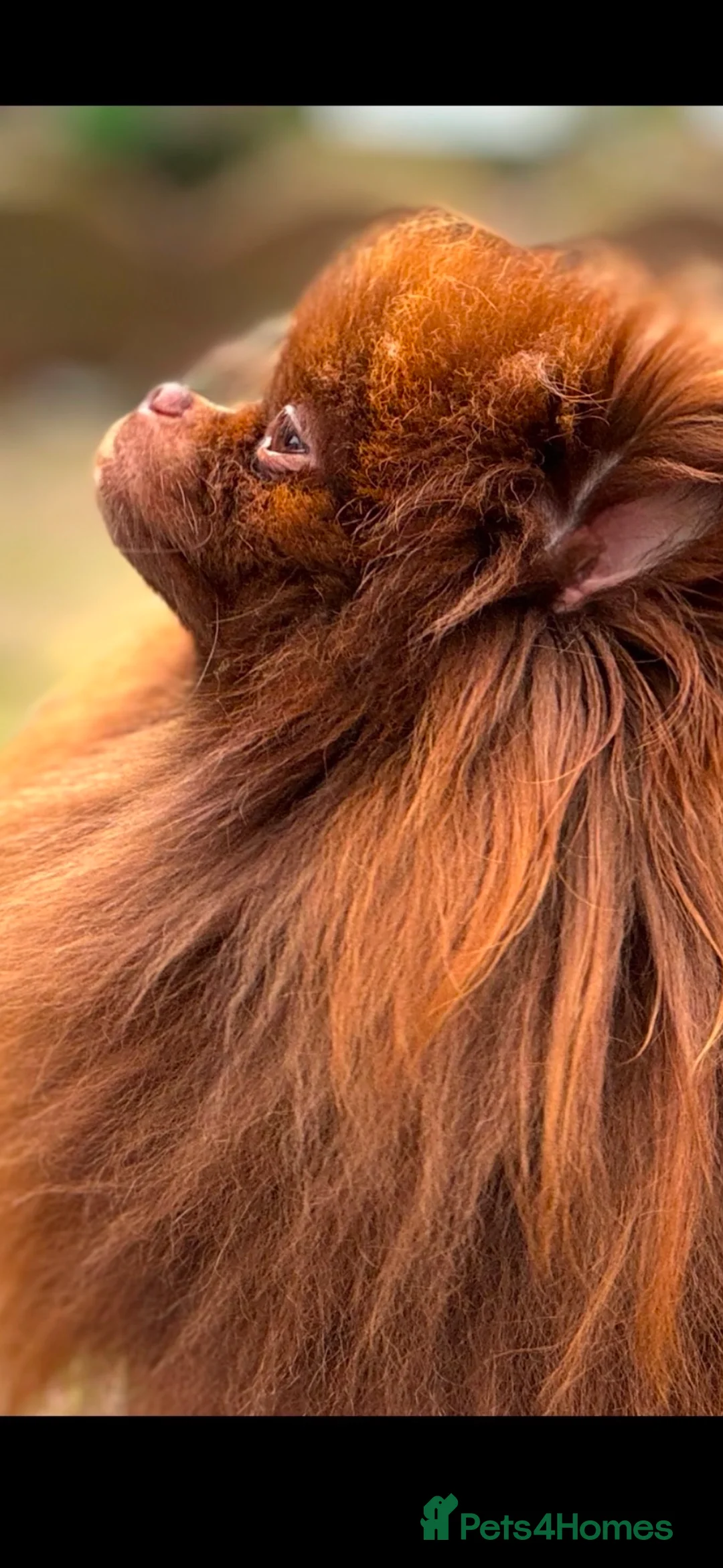 Pomeranian dogs for stud: Amazing Teddy bear chocolate boy for stud 🥰 - Advert 12