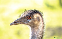 Mixed Breed birds for sale: Emu trio - Image 1