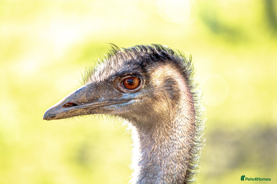 Mixed Breed birds for sale: Emu trio - Image 1