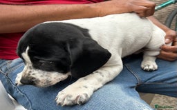 Mixed Breed dogs for sale: 🐾Cocker-Pie (Mini Hippo)s🐾 - Image 18