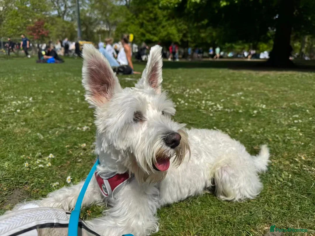 Miniature Schnauzer dogs for stud: KC Regi Mini Schnauzer ♂ Looking for a Girlfriend in London - Advert 2
