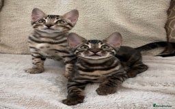 Bengal cats for sale: 🌟Pedigree bengal kittens🌟 - Image 9