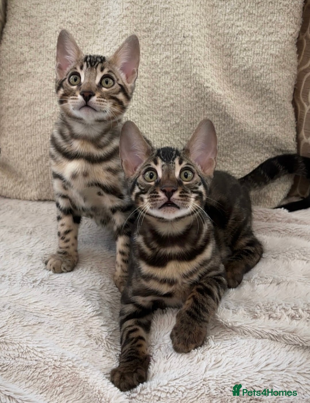 Bengal cats for sale: 🌟Pedigree bengal kittens🌟 - Image 9