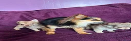 Chihuahua dogs for sale: Outstanding tiny tiny chichahua  - Advert 12