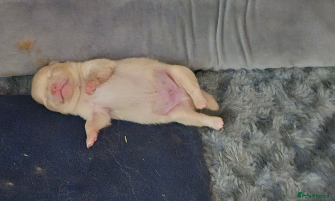 Pomeranian dogs for sale: 4 outstanding quality bear pomeranian puppies - Advert 8