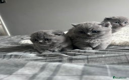 Scottish Fold cats for sale: **AVAILABLE NOW** Scottish fold kittens  - Image 15