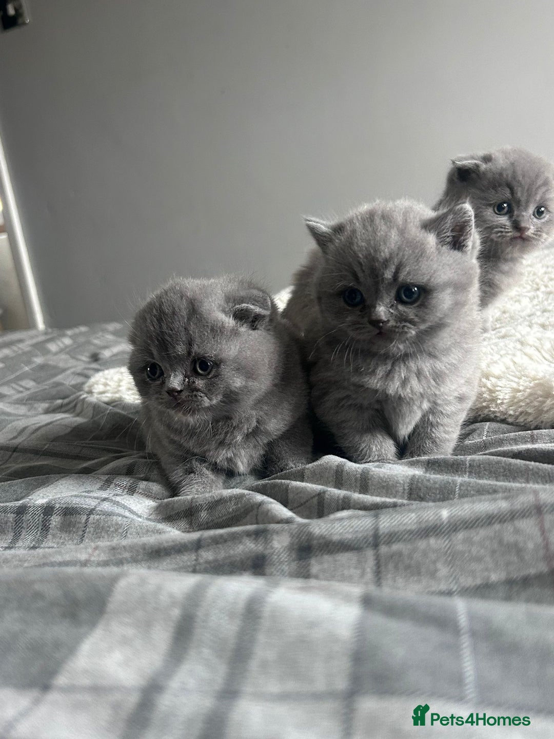 Scottish Fold cats for sale: **AVAILABLE NOW** Scottish fold kittens  - Image 15