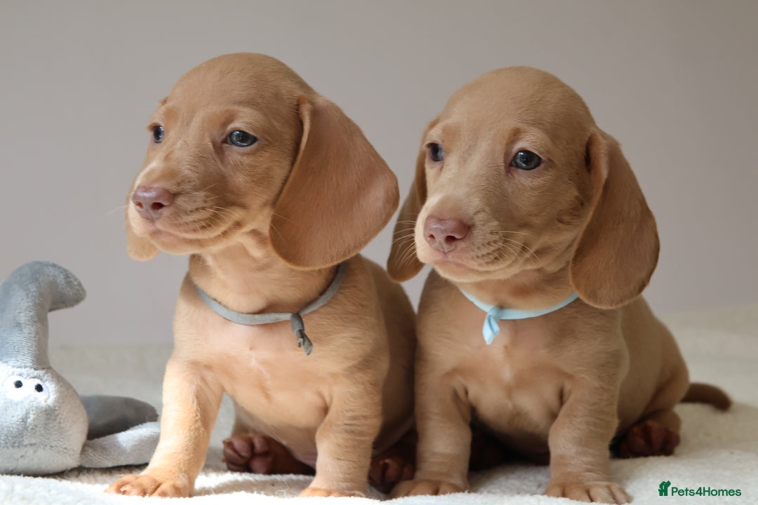Miniature Dachshund dogs for sale: 🌟5StarsLicense+Holistic+KC+VetCheck+PRAClear - Image 4
