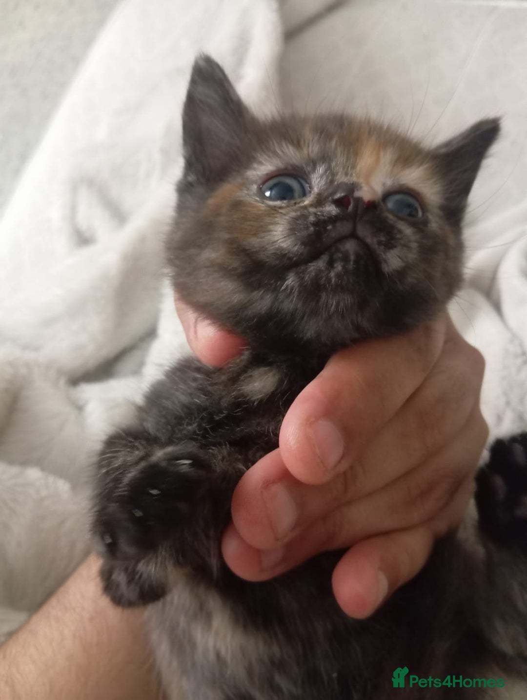 British Shorthair cats for sale: Kittens - Image 5