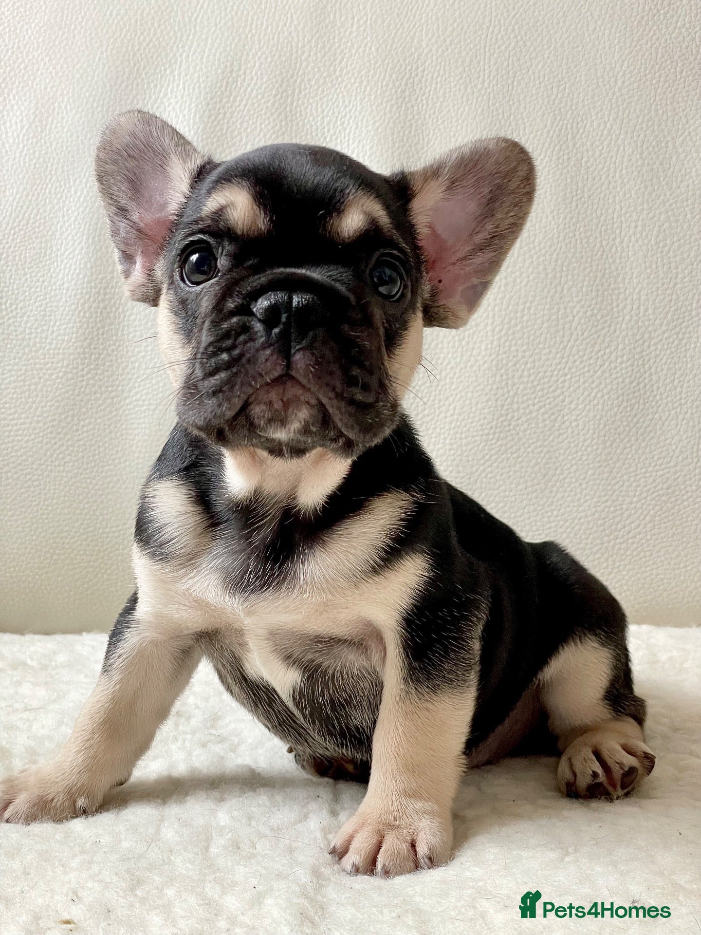 French Bulldog dogs Beautiful French Bulldog puppies! - Advert 2