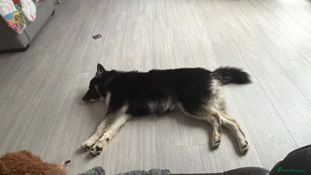 Utonagan dogs for sale: 10 month old husky x malamute - Advert 5