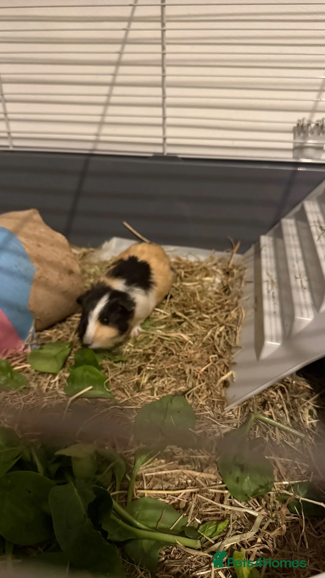 Guinea Pig rodents for sale: Two Male Guinea pigs  in Sheffield - Advert 5