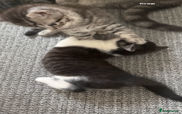 British Shorthair cats for sale: Beautiful half BSH Kittens  - Image 22