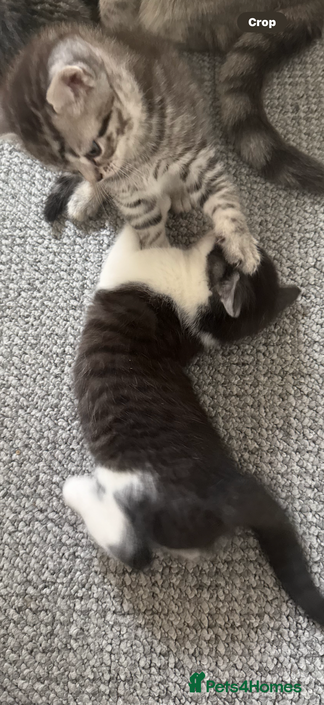 British Shorthair cats for sale: Beautiful half BSH Kittens  - Image 22