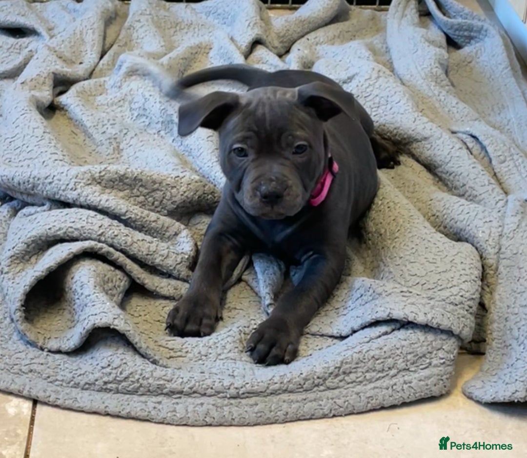 Staffordshire Bull Terrier dogs for sale: Exceptional Champion Pedigree, *READY NOW* - Image 7