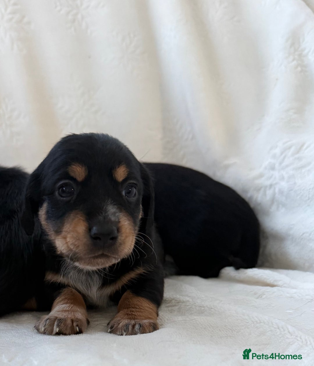 Mixed Breed dogs for sale: Beautiful jackadac puppys  - Advert 5