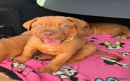 Dogue De Bordeaux dogs for sale: Beautiful litter of dogue de bordeauxs - Image 30