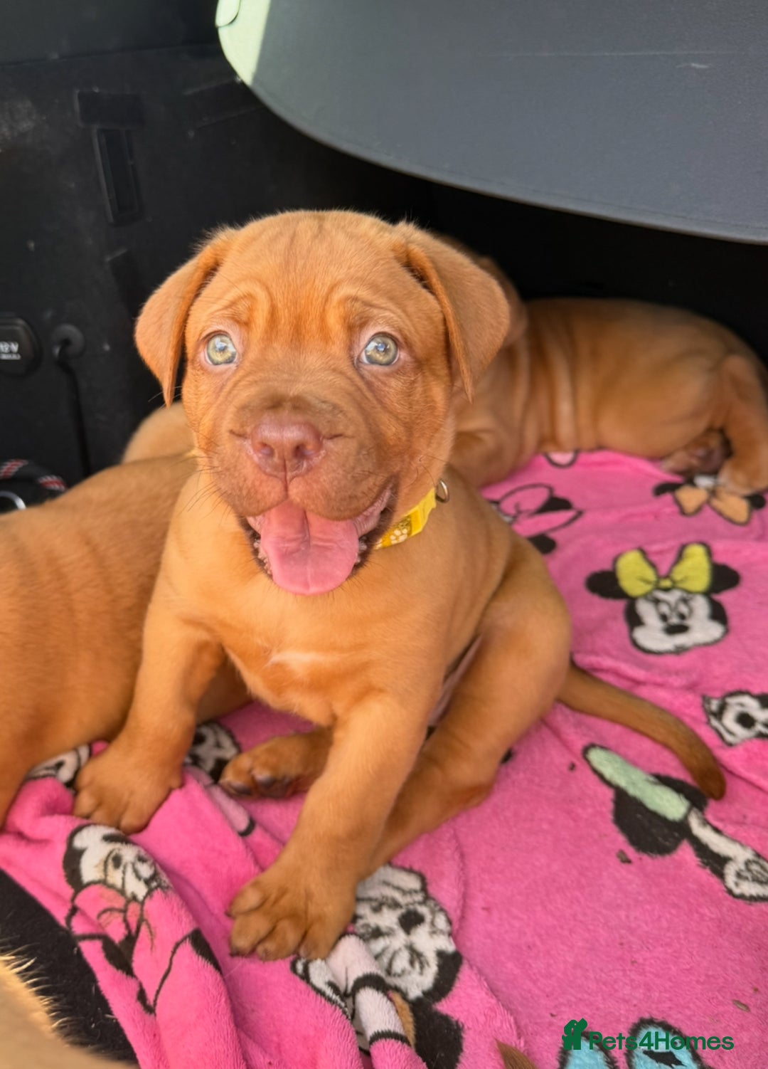 Dogue De Bordeaux dogs for sale: Beautiful litter of dogue de bordeauxs - Image 30