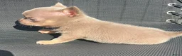Chihuahua dogs for sale: BEAUTIFUL LILAC AND TAN BOY - Advert 3