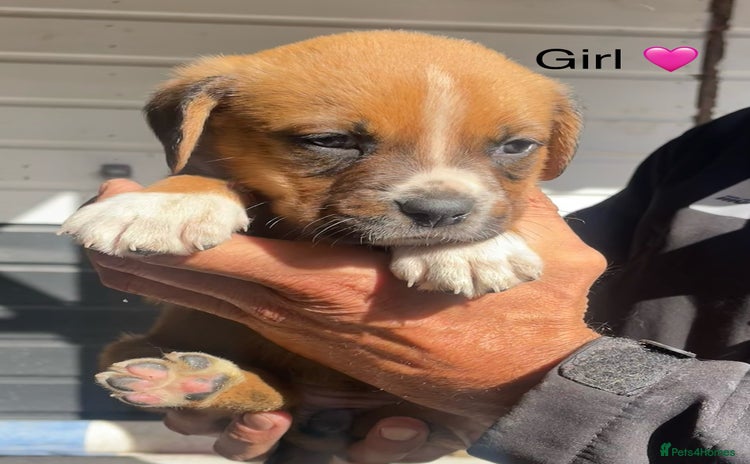 Boxer dogs - Advert 1