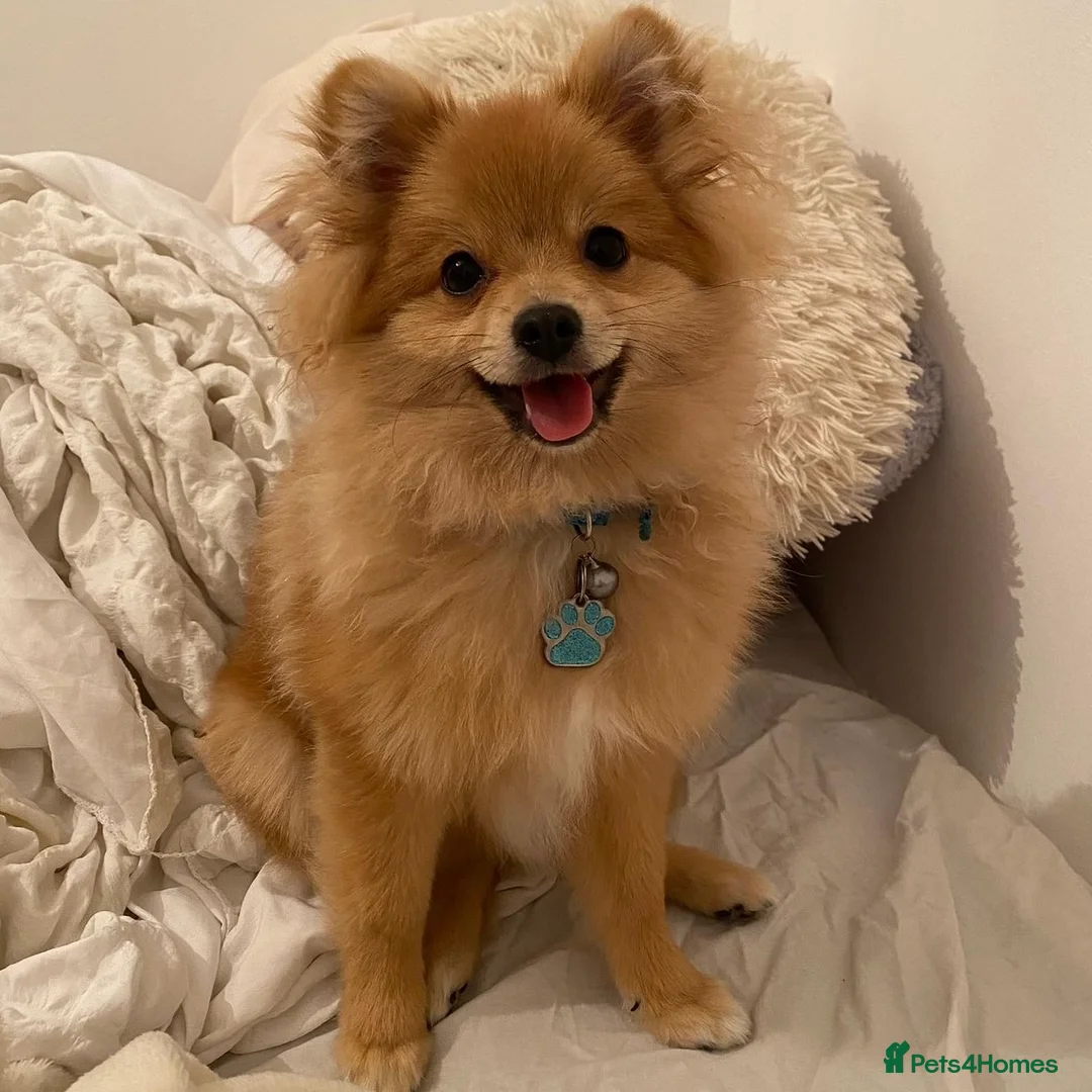 Pomeranian dogs for sale: Two miniature Pomeranian's  in Coventry - Advert 2