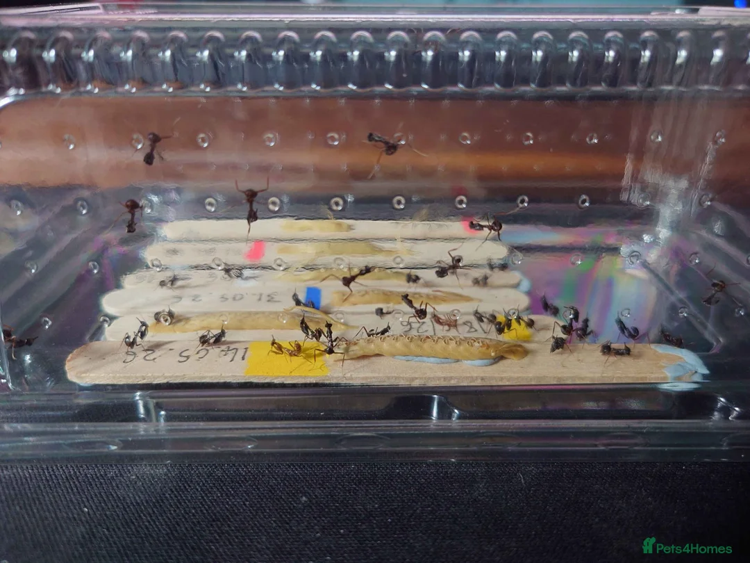 Praying Mantis invertebrates for sale: Ghost Mantis Ootheca - Phyllocrania paradoxa - Advert 2