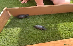 Turtle reptiles for sale: 2 female turtles  - Image 7