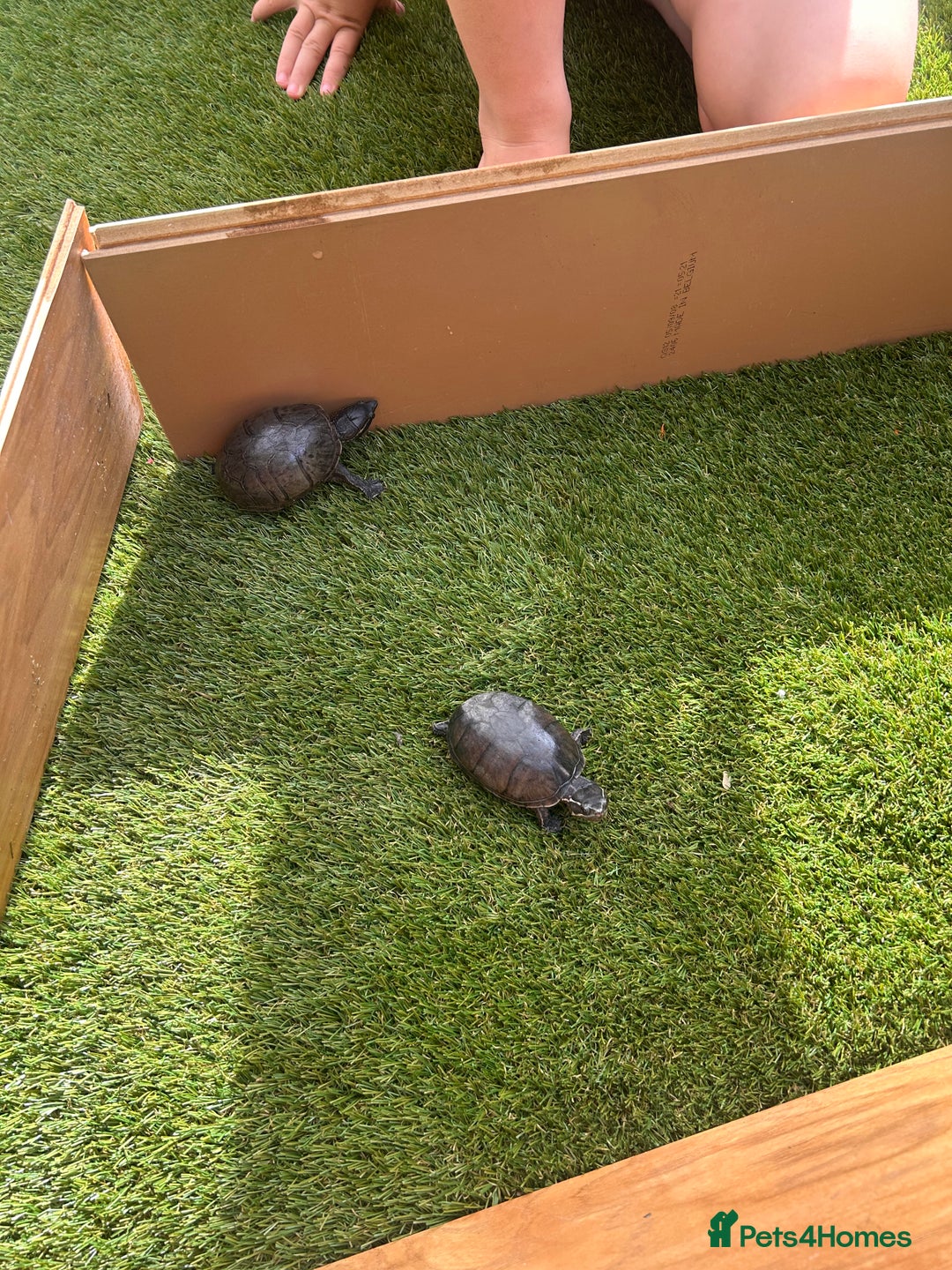 Turtle reptiles for sale: 2 female turtles  - Image 7