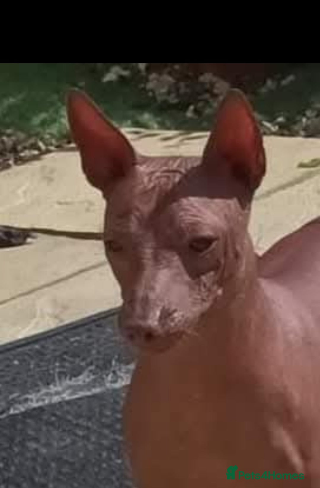 Mexican Hairless dogs for sale:  1 mini boy red  2000 mini black girl 2000. - Image 17