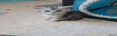 Maine Coon Kitten 5
