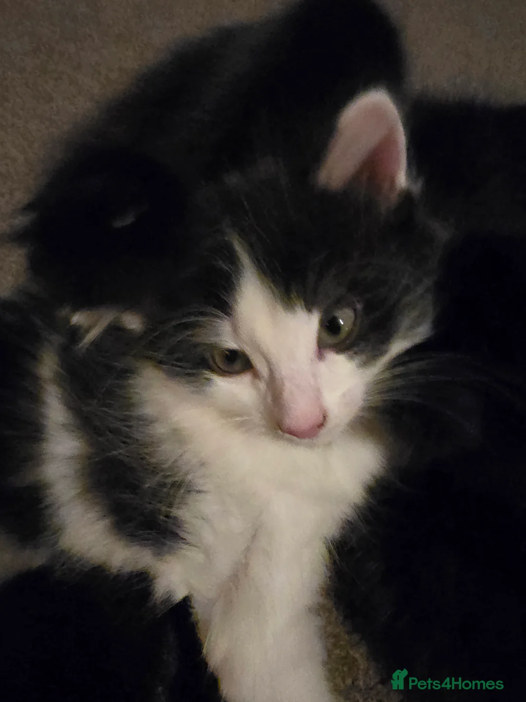 Mixed Breed cats for sale: X2 male kittens - Advert 3