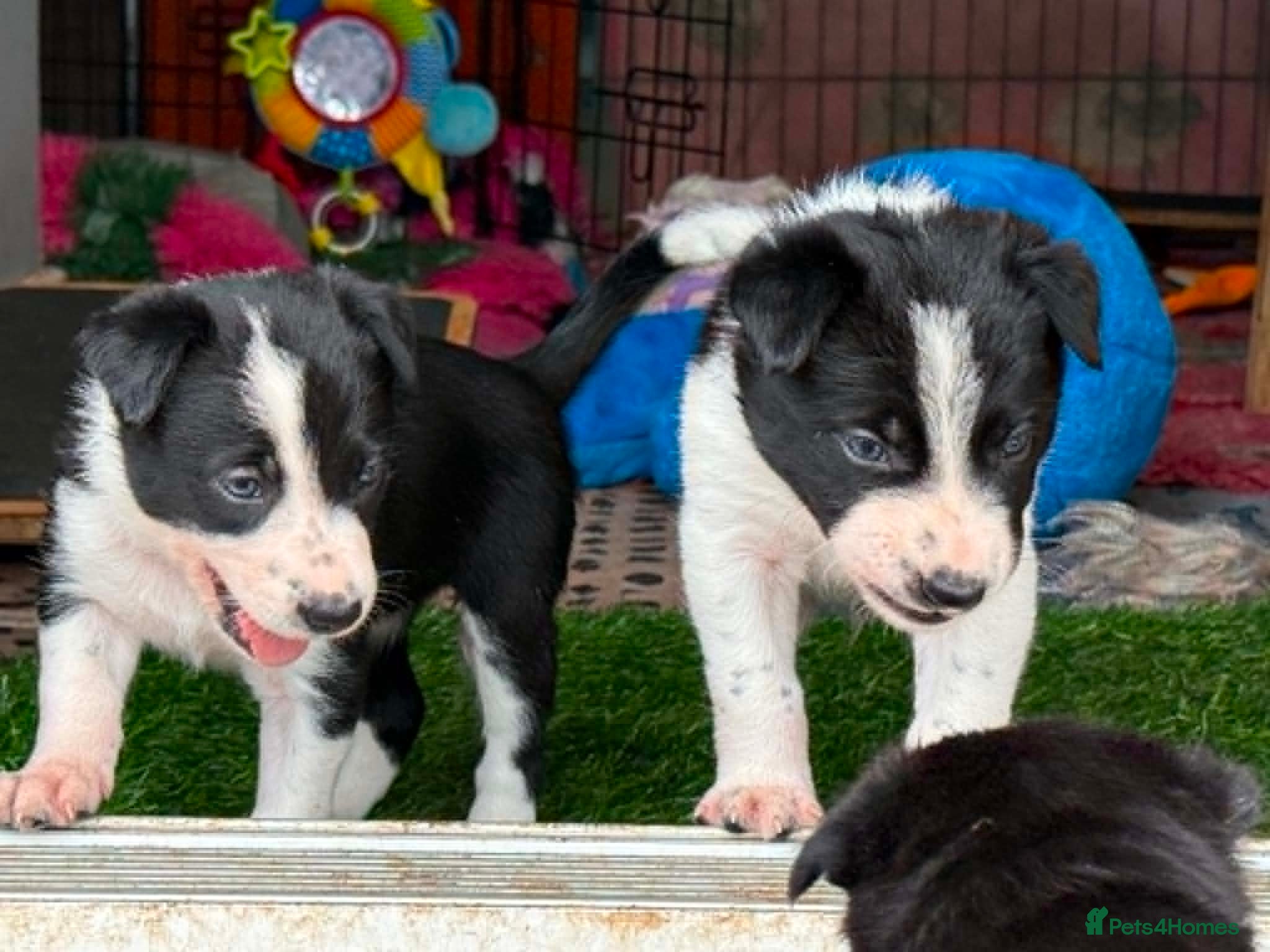 Border Collie dogs Fully Health Tested Border Collie Puppy For Sale - Advert 2